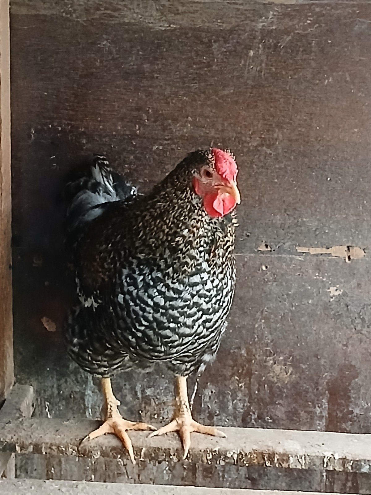 Wyandotte koekkoek kriel haan 1 jaar oud, Mannelijk, Kip