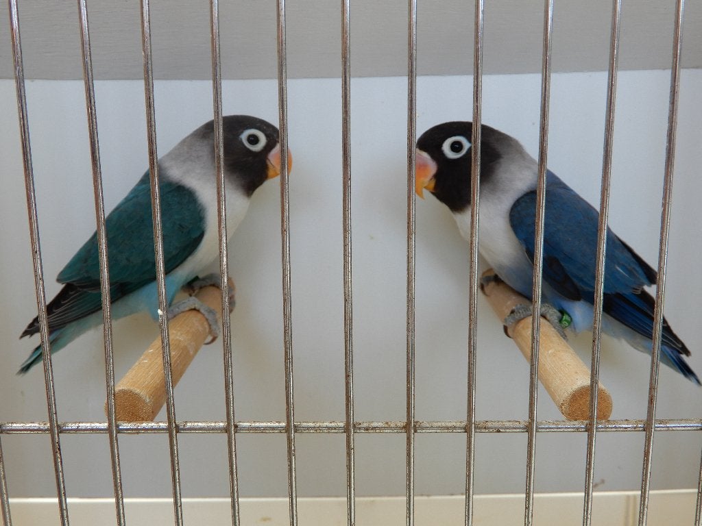 Dwergpapegaaitjes (Agapornis Personata), Meerdere dieren, Dwergpapegaai of Agapornis, Geringd