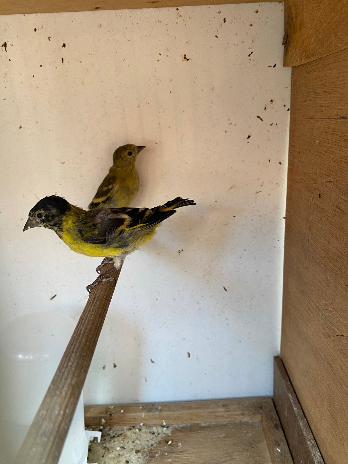 Twee koppels zwartkopsijs, Meerdere dieren, Tropenvogel