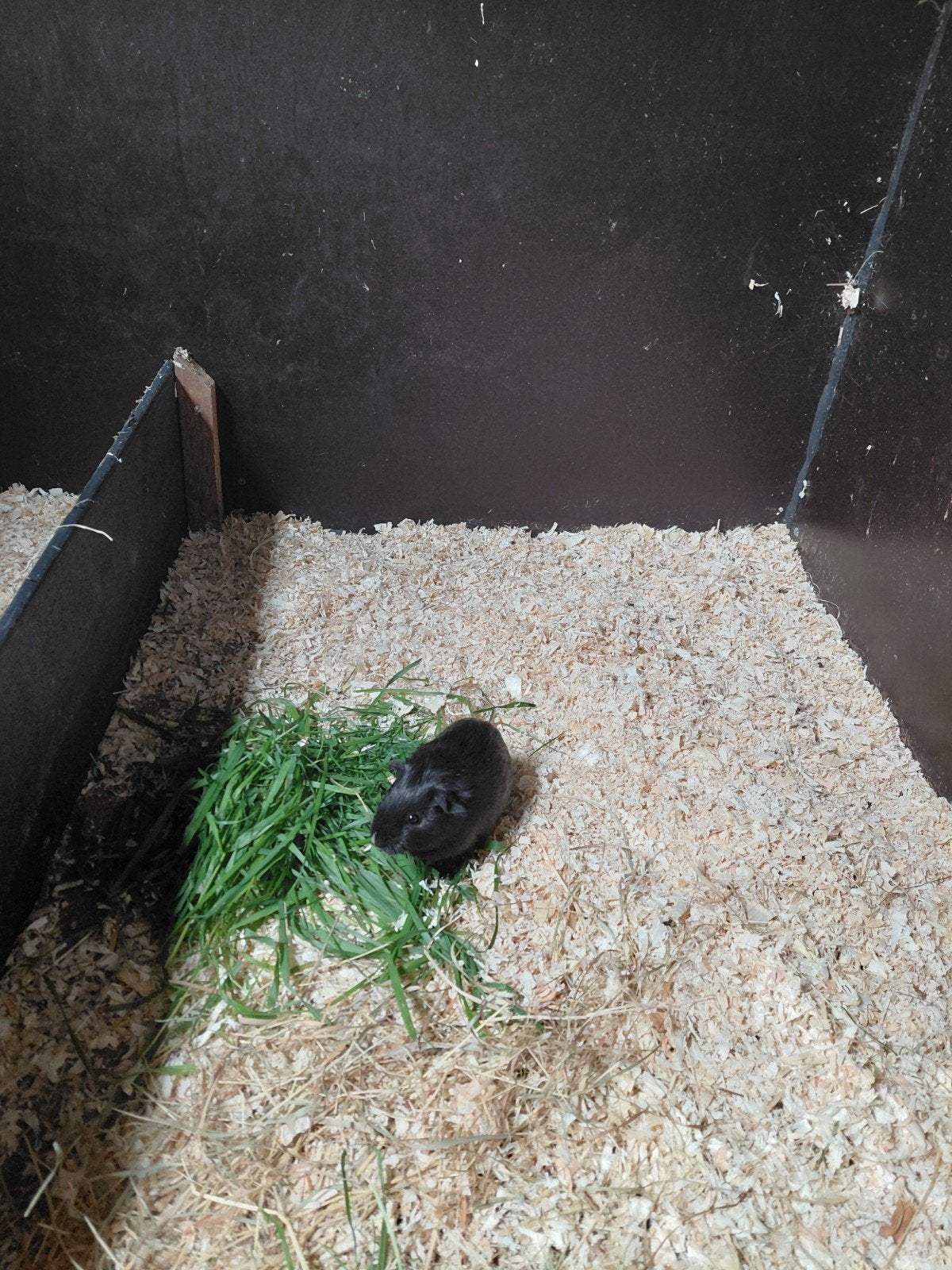 cavia beertje te koop, Dieren en Toebehoren, Augustus