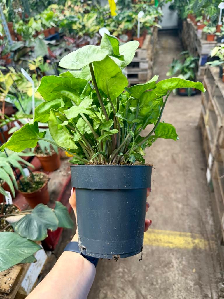 Syngonium White Butterfly - P15, Huis en Inrichting, Kamerplanten, Overige soorten, In pot, Minder dan 100 cm, Groene kamerplant