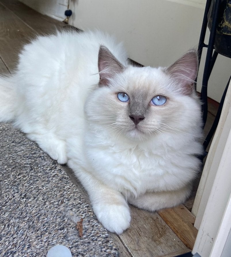 Super lieve ragdoll kittens MET STAMBOOM mogen verhuizen!🩷, Meerdere dieren, Met stamboom