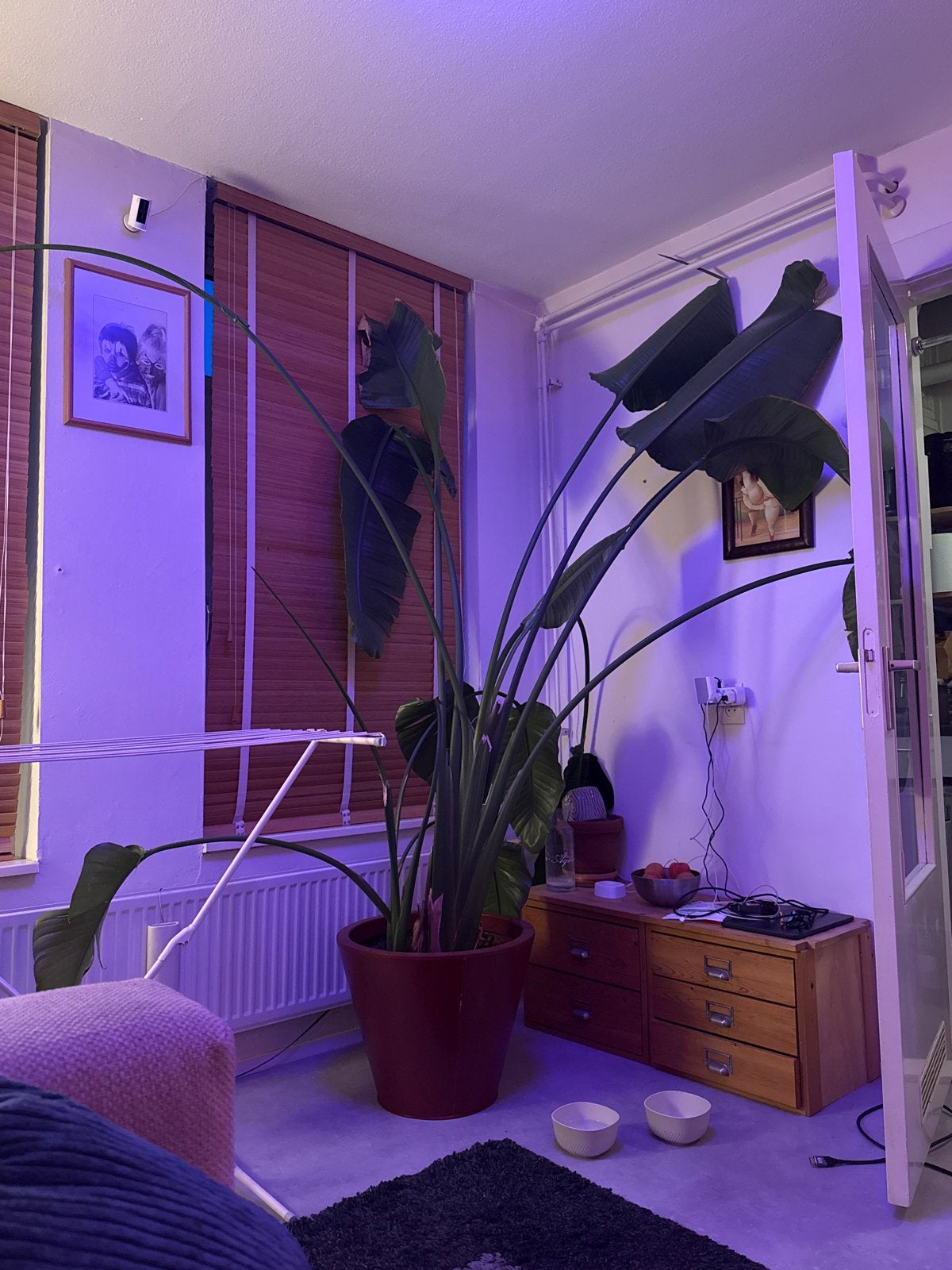 Grote Strelitzia Nicolai (Paradijsvogelplant), Ophalen, 200 cm of meer, Overige soorten, In pot