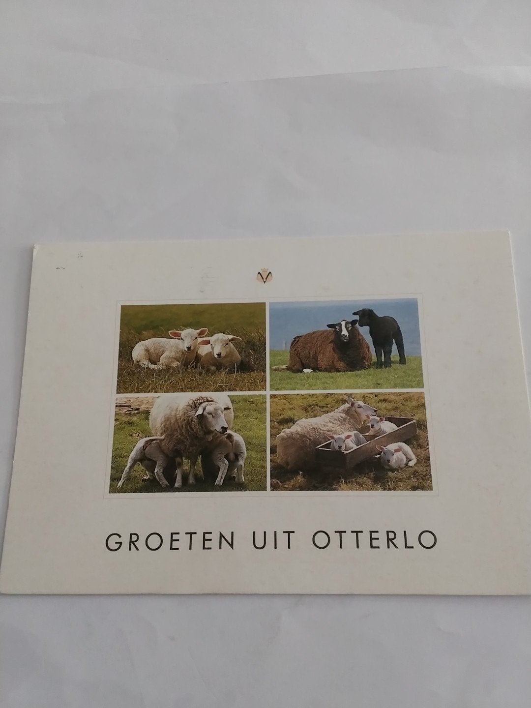 Ansichtkaart Groeten uit Otterlo - Schapen en lammetjes, Ophalen of Verzenden, 1980 tot heden, Gelopen, Gelderland