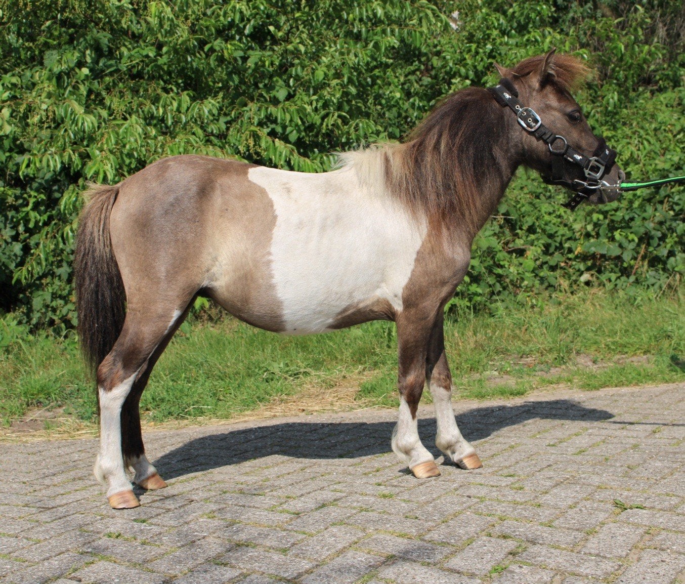 Te koop 7 super knappe shetlander en een betuigd Welsh ruin, Dieren en Toebehoren, Pony's, Ruin, A pony (tot 1.17m), Recreatiepony