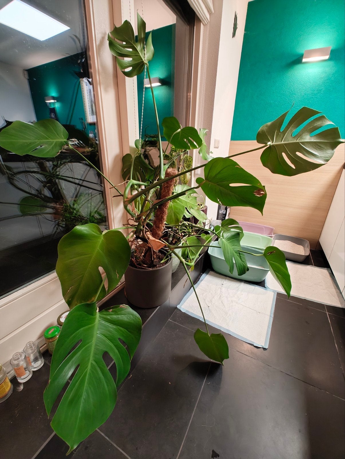 Grote Monstera Deliciosa Kamerplant met Mosstok, Ophalen, 100 tot 150 cm, Overige soorten, Halfschaduw