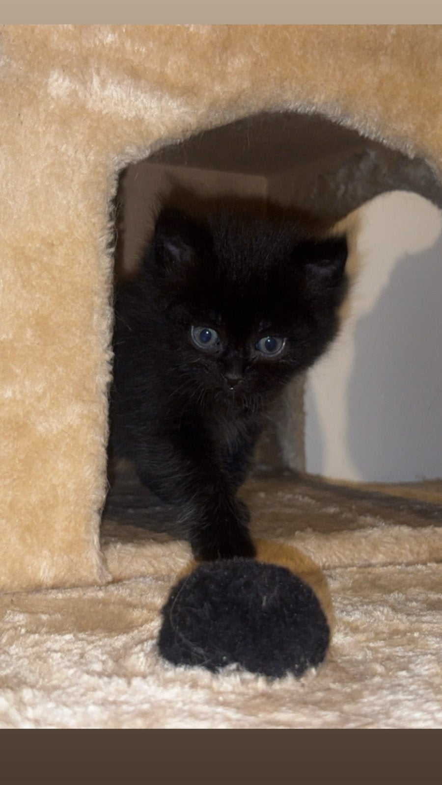 Britse langhaar kittens, Dieren en Toebehoren, Katten en Kittens | Raskatten | Langhaar, Meerdere dieren, Ontwormd, 0 tot 2 jaar