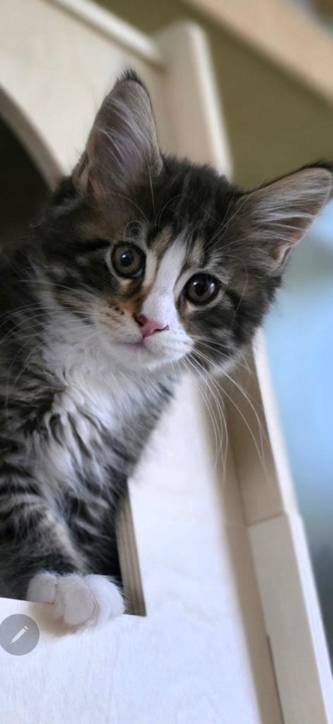 Nog 2 Maine Coon katertjes, stamboom chip, hun ouders getest, Kater, Met stamboom, 0 tot 2 jaar