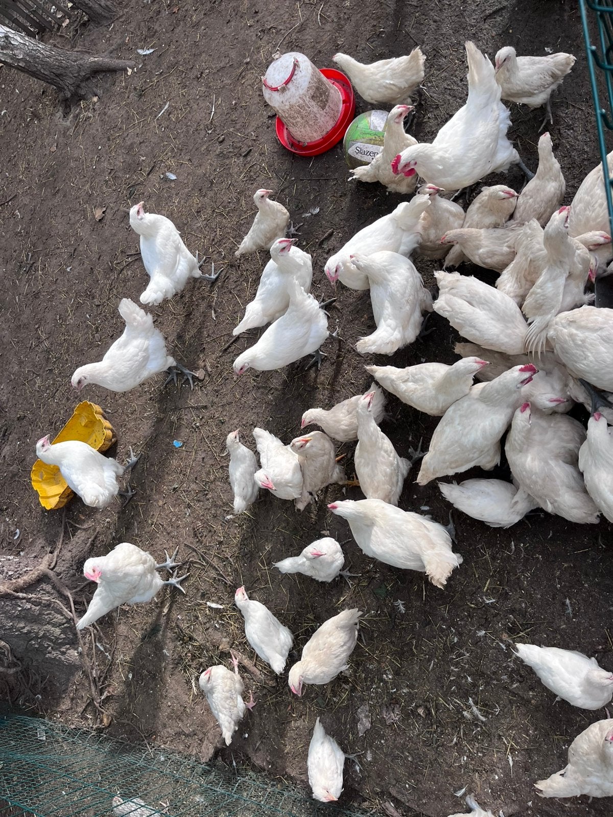 50 tal poule de bresse, Dieren en Toebehoren, Meerdere dieren, Kip