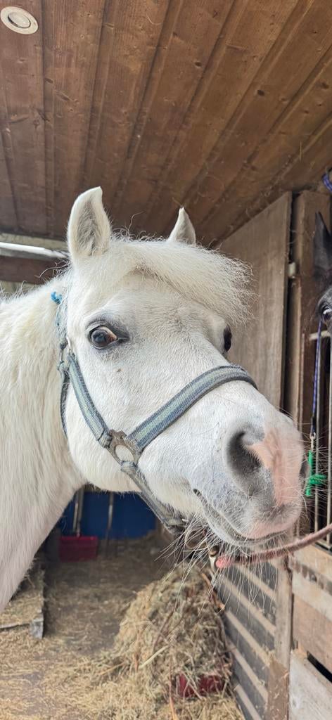 2 lieve welsh pony’s zoeken 5 sterren thuis!, Met stamboom, Ruin, Zadelmak, 11 jaar of ouder