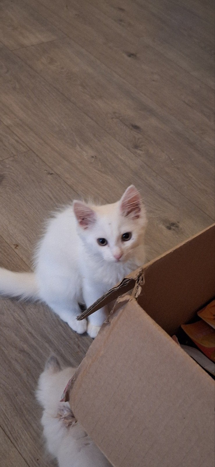 kittens Noorse boskat x Siberische Boskat, Meerdere dieren, Ontwormd