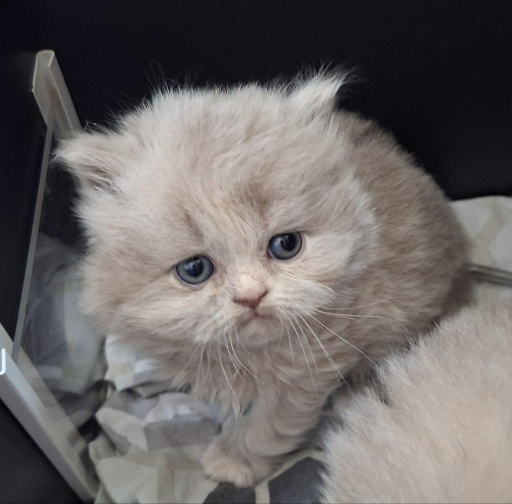 Brits langhaar poesjes met stamboom, Poes, Met stamboom, 0 tot 2 jaar