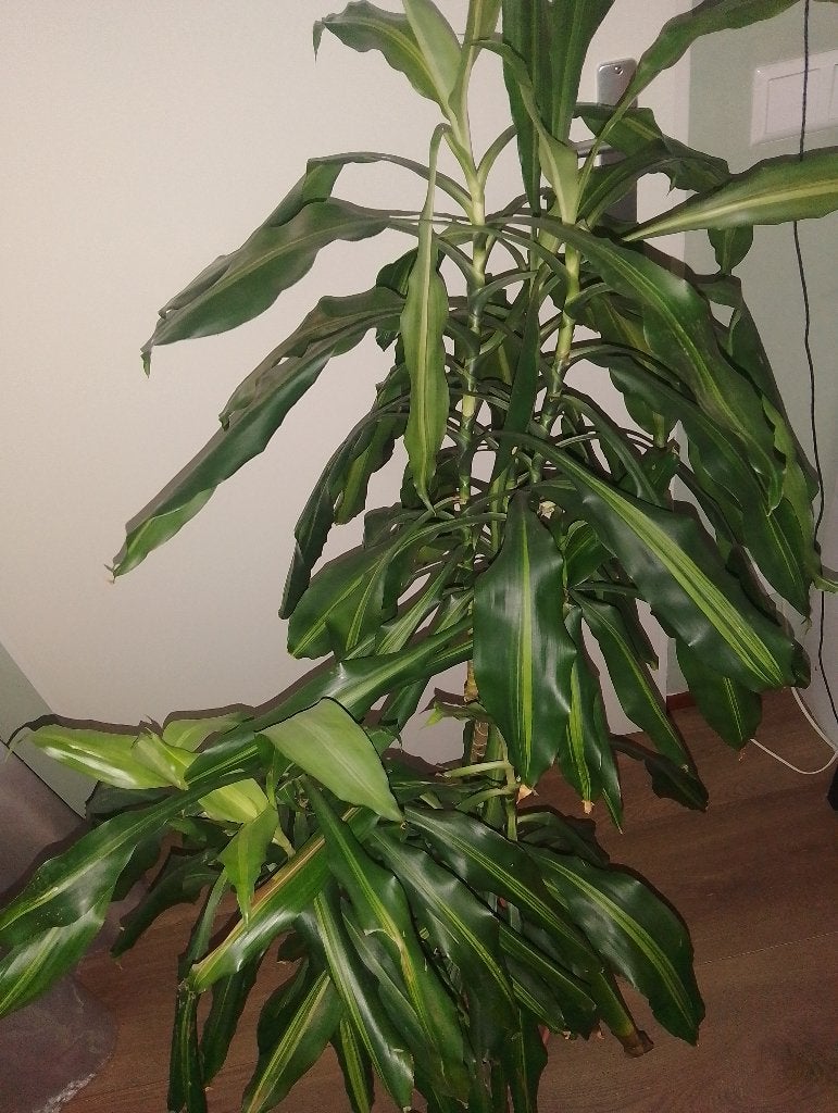 Dracaena, Huis en Inrichting, Ophalen, Halfschaduw, Minder dan 100 cm