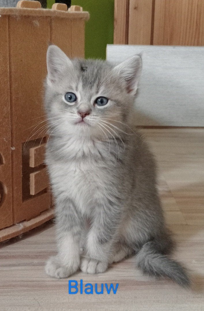 Te koop:  Schattige Ragdoll/ Britse korthaar kittens, Meerdere dieren