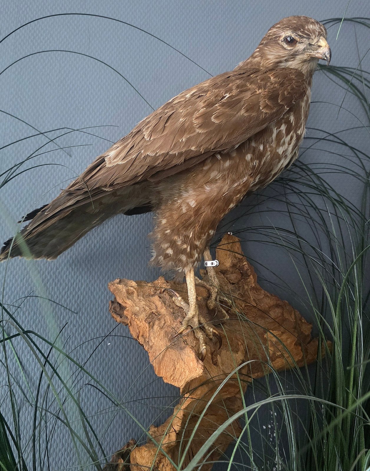 buizerd, Verzamelen, Ophalen of Verzenden, Gebruikt, Beeldje of Figuurtje