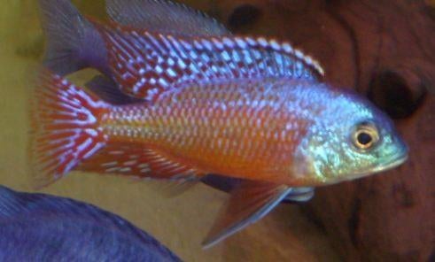 Protomelas taeniolatus Namalenje Red Empress, Dieren en Toebehoren, Vissen | Aquariumvissen, Zoetwatervis, Vis