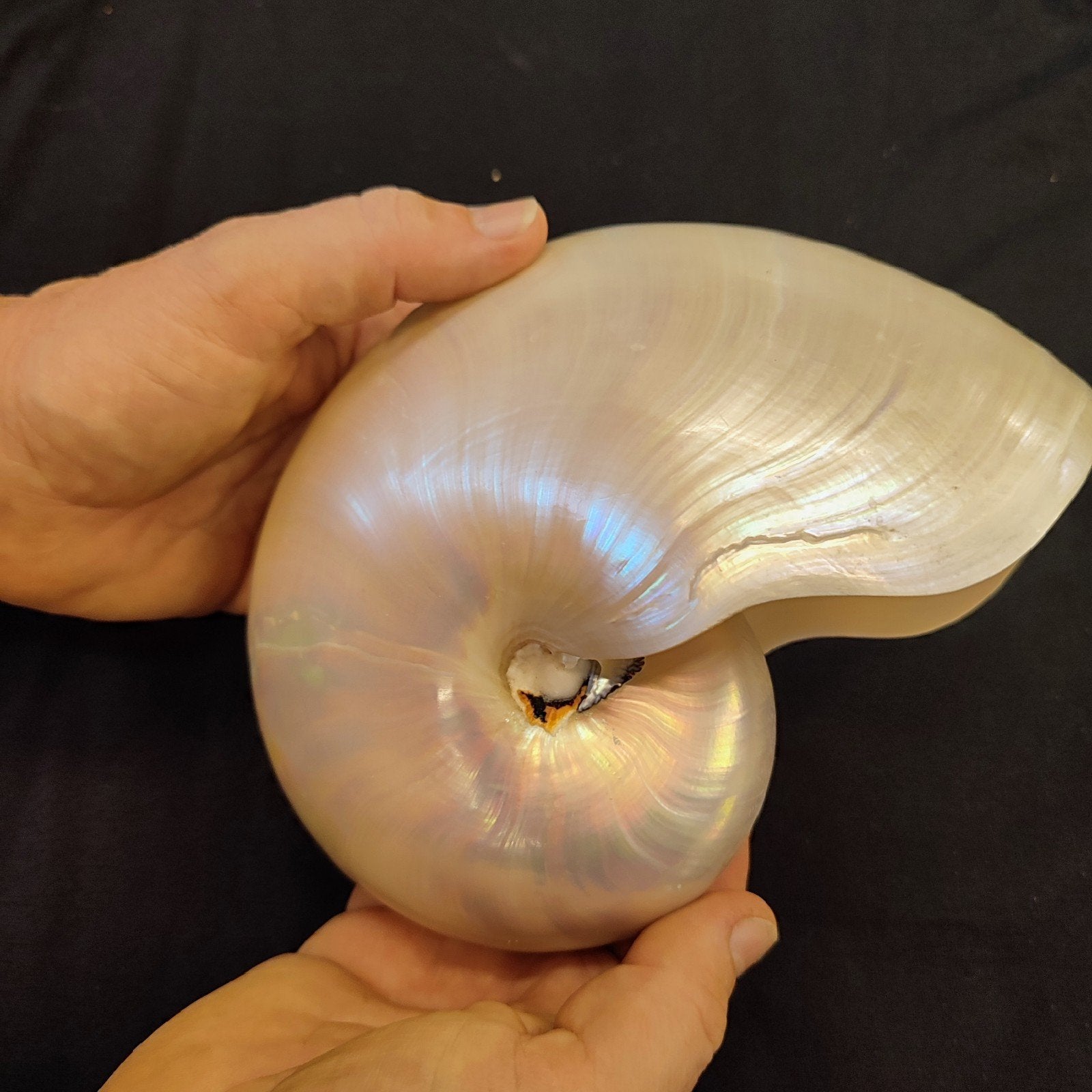 Prachtige Nautilus schelp, 17,5 cm lang, Ophalen, Zo goed als nieuw