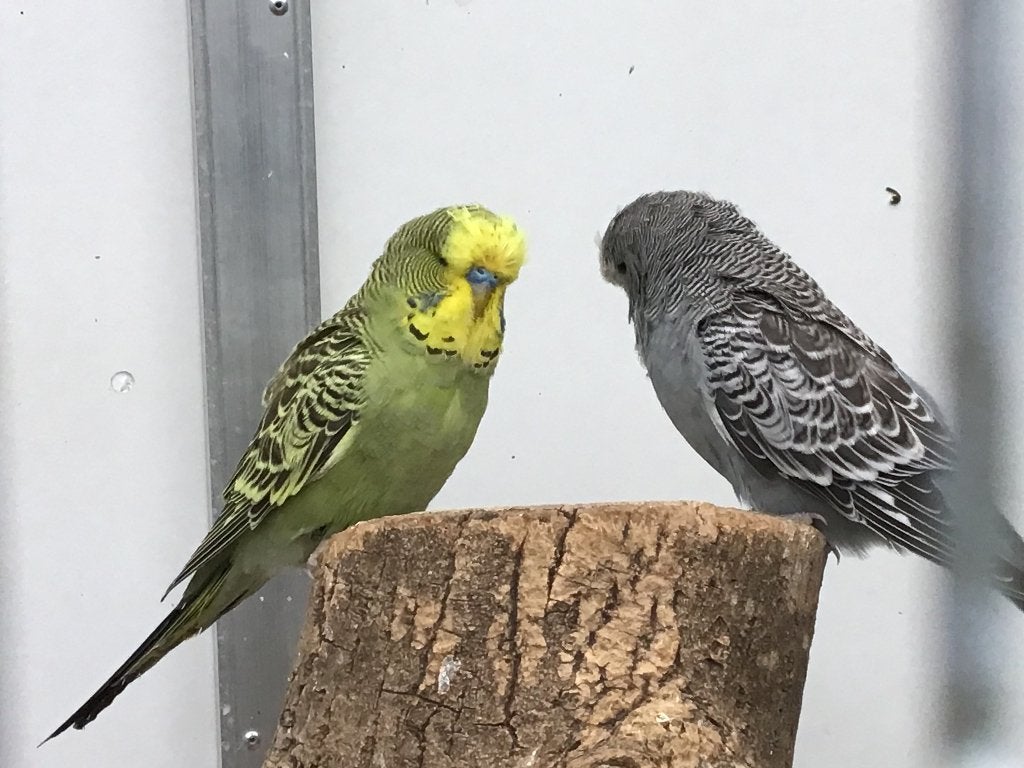 Te koop Engelse (standaard) parkieten, Meerdere dieren, Parkiet, Geringd