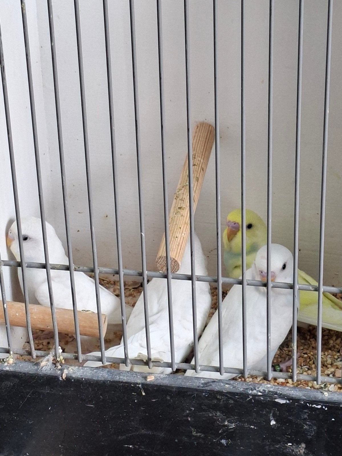 Dubbelfactorig Melanastic grasparkieten, Dieren en Toebehoren, Vogels | Parkieten en Papegaaien, Meerdere dieren, Parkiet