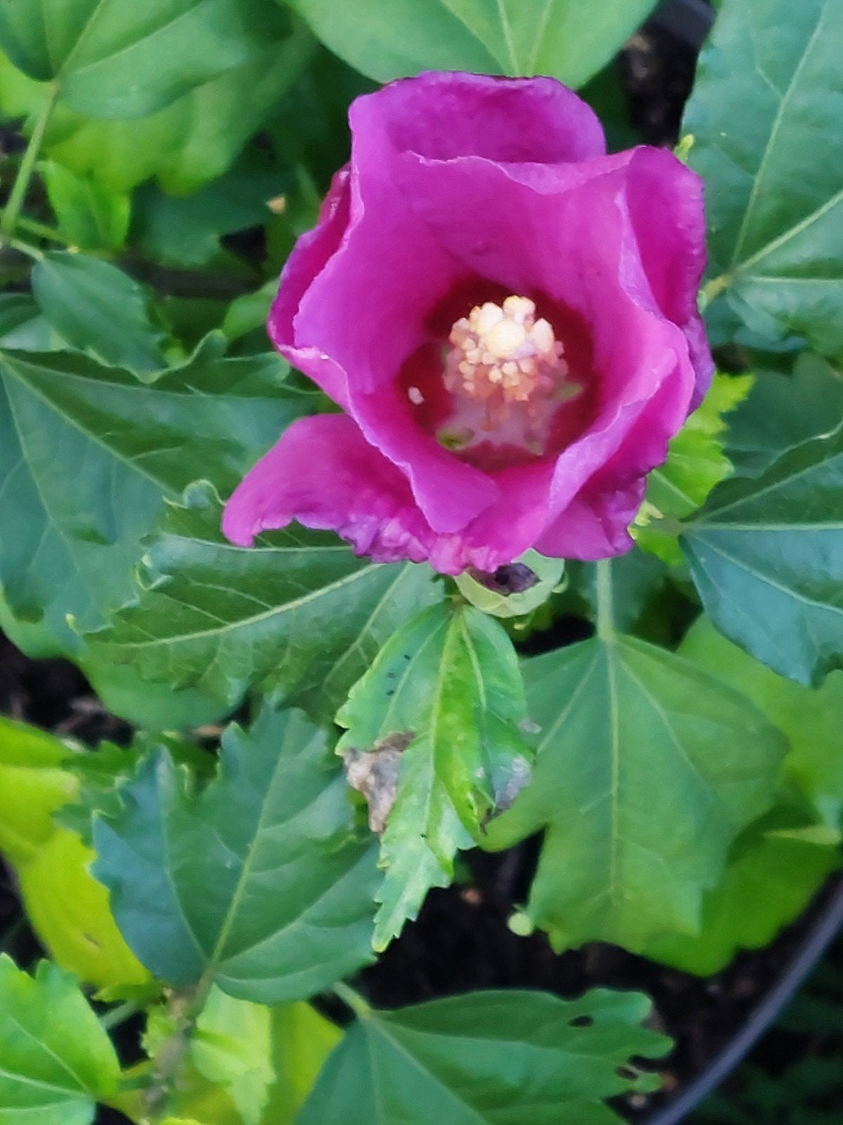 Hibiscus, Tuin en Terras, Vaste plant, Halfschaduw, Zomer, Ophalen