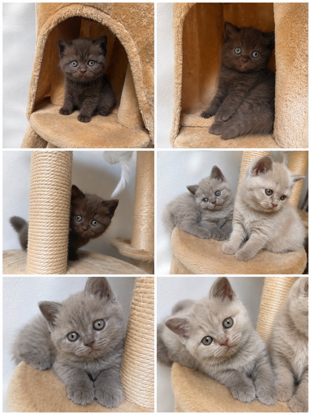 De mooiste kittens brtise korthaar, Meerdere dieren, Ontwormd