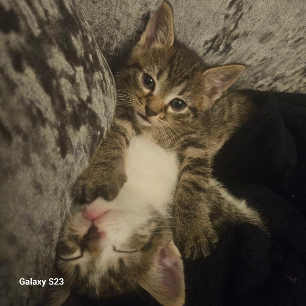 2  kittens beschikbaar, Poes, Kortharig, 0 tot 2 jaar