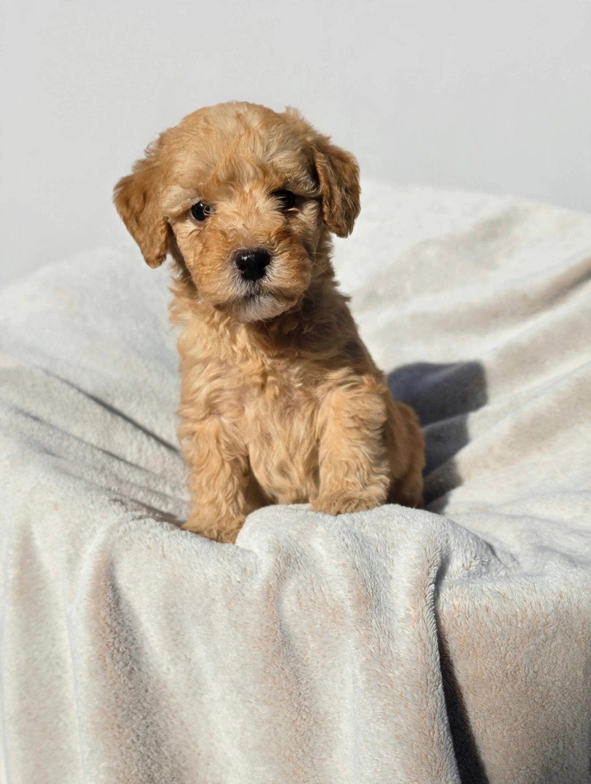 Labradoodle puppie's Reutjes en Teefjes Beschikbaar., Overige rassen, CDV (hondenziekte), 8 tot 15 weken, Meerdere