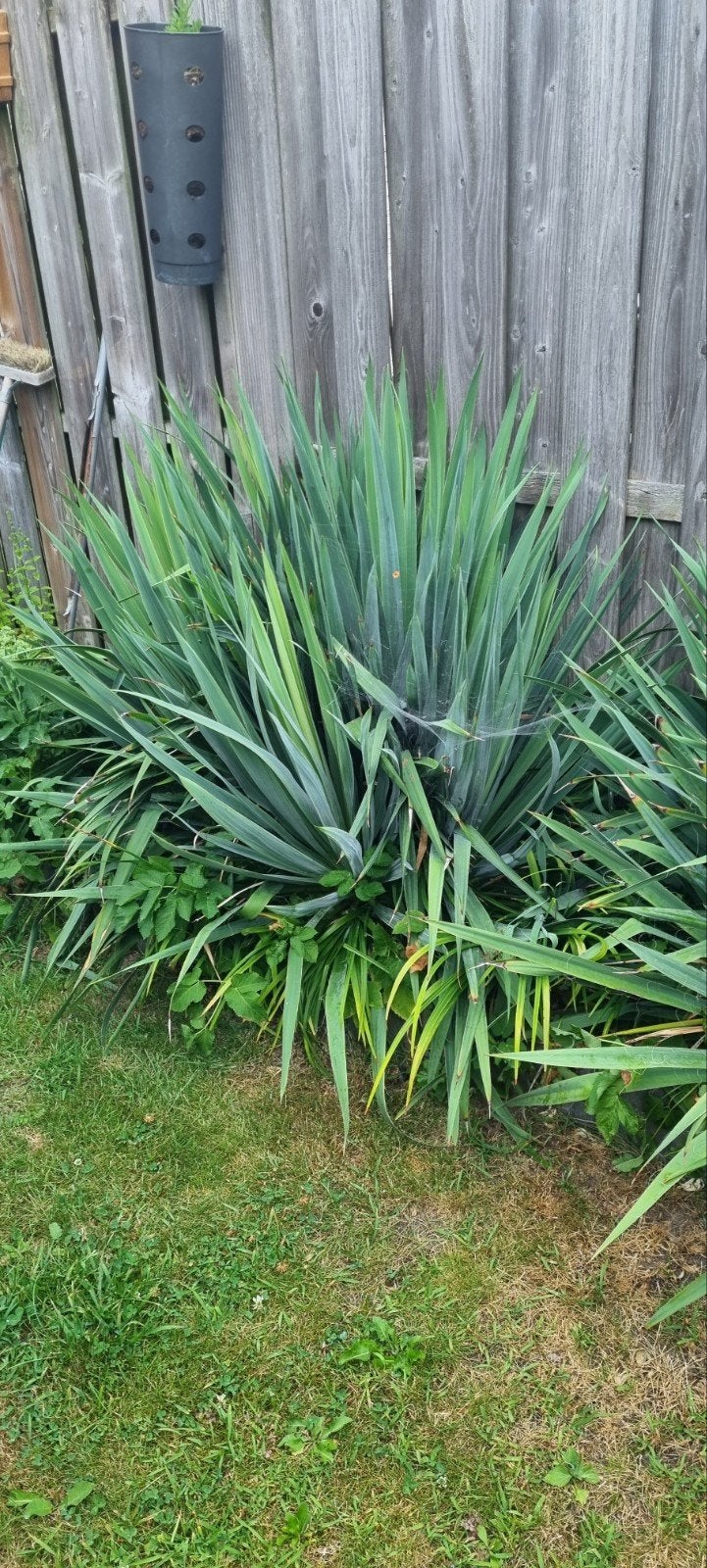 planten, Tuin en Terras, Planten | Tuinplanten, Ophalen, Overige soorten, Volle zon