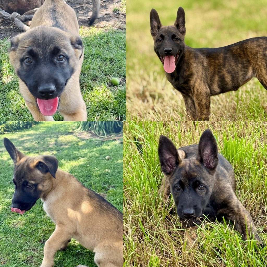 Mechelse herder x Hollandse herder pups (teefjes), Dieren en Toebehoren, Honden | Herdershonden en Veedrijvers, Parvo, 8 tot 15 weken