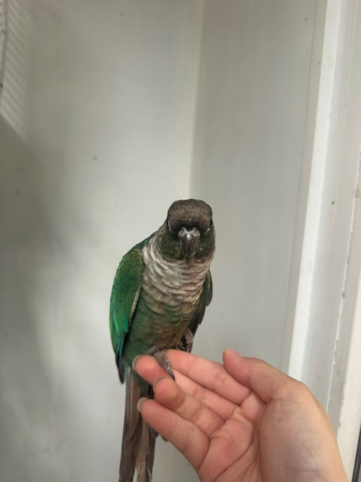 Lieve handtamme Pyrrhura zoekt een fijn thuis ️, Dieren en Toebehoren, Mannelijk, Papegaai, Geringd