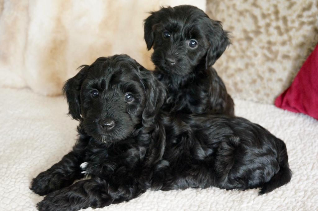 maltipoo  boomer /poedel papa stamboom, Dieren en Toebehoren, Poedel, Parvo, 8 tot 15 weken, Teef