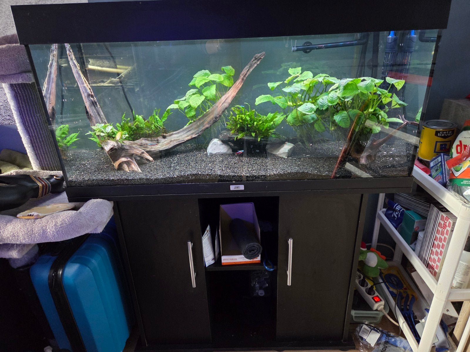 180 liter aquarium inclusief kast en paar visjes, Ophalen, Inclusief toebehoren, Gevuld zoetwateraquarium