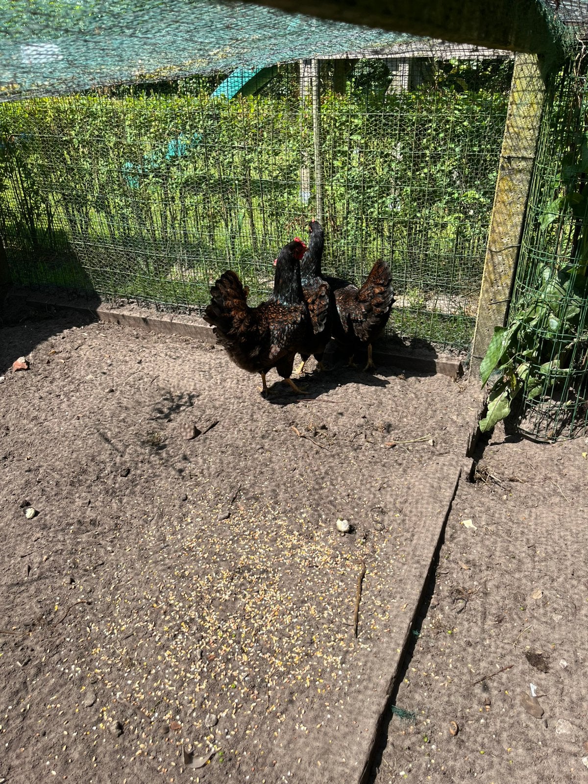 Kippen, Dieren en Toebehoren, Pluimvee, Vrouwelijk, Kip