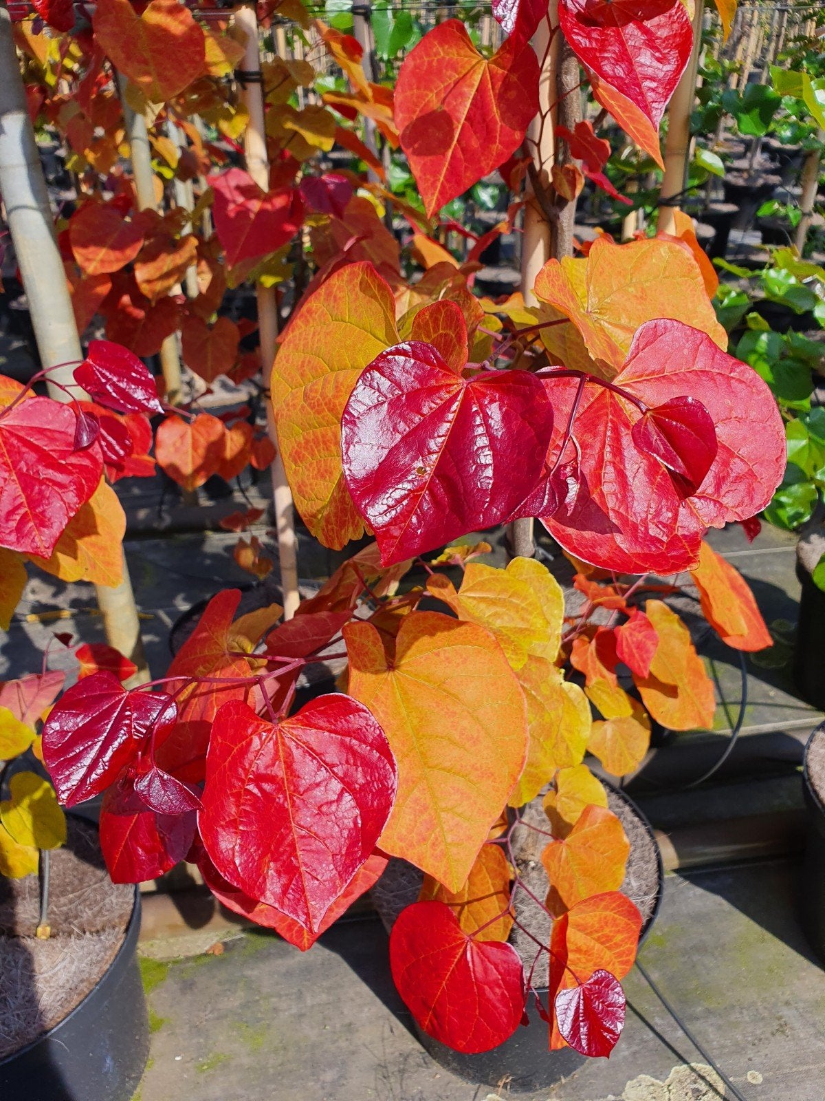 Cercis Eternal Flame / Judasboom / Aktie -35% korting ‼️‼️, Lente, 250 tot 400 cm, Ophalen, Volle zon