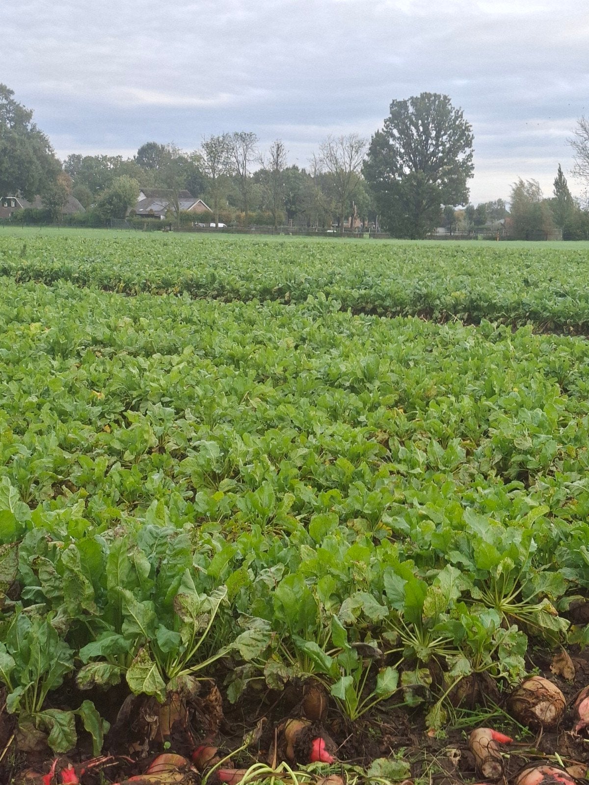 Verse bieten te koop - Direct van het land, Zakelijke goederen, Ophalen of Verzenden