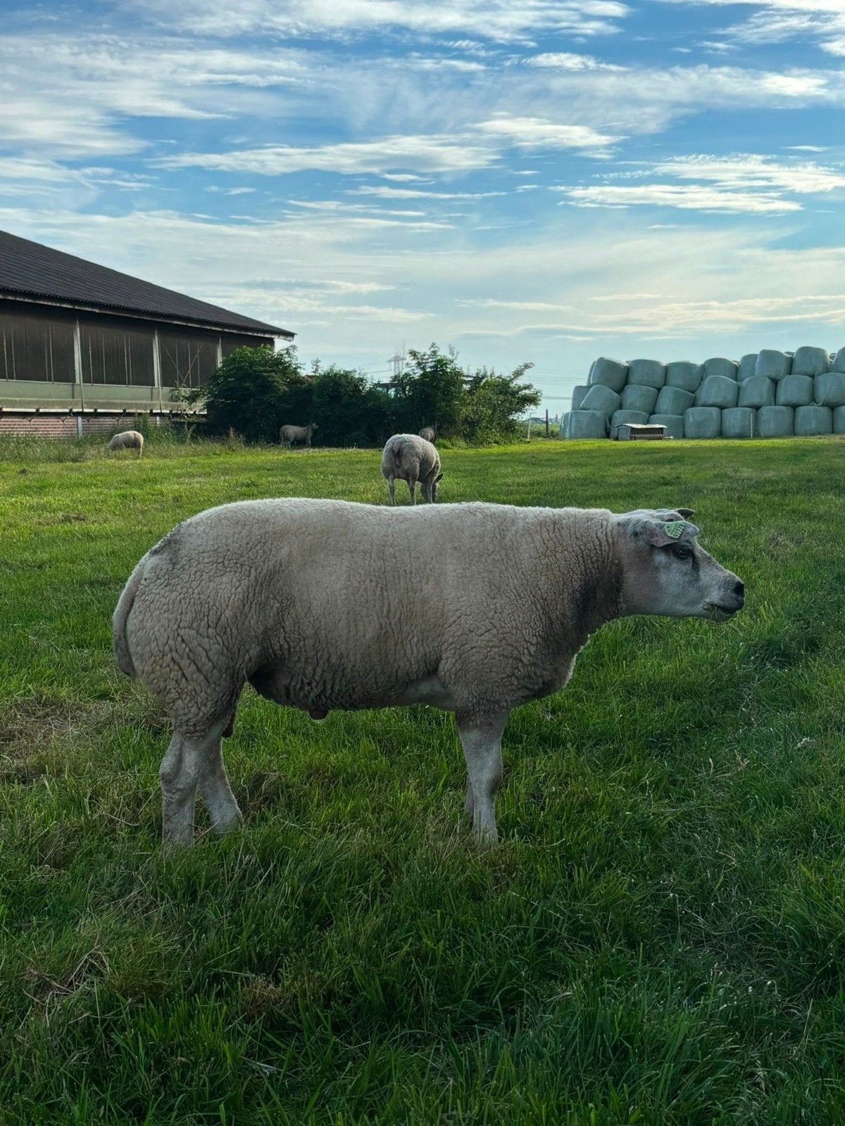 Stamboek Texelaar ram te koop, Dieren en Toebehoren, Schapen, Geiten en Varkens, Mannelijk, Schaap, 0 tot 2 jaar