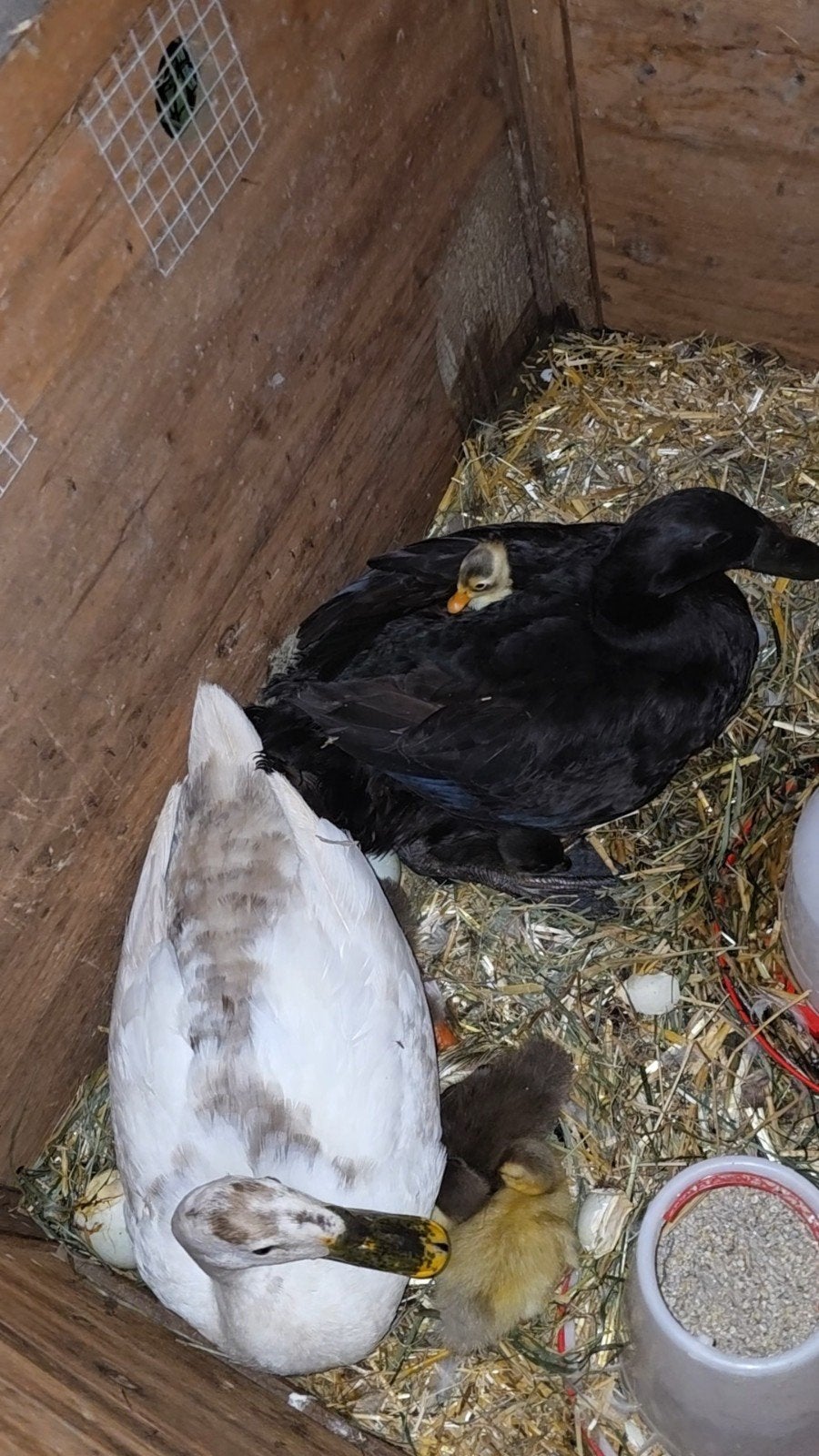 15 Loopeend kuikens natuurbroed, Dieren en Toebehoren, Pluimvee, Geslacht onbekend, Eend