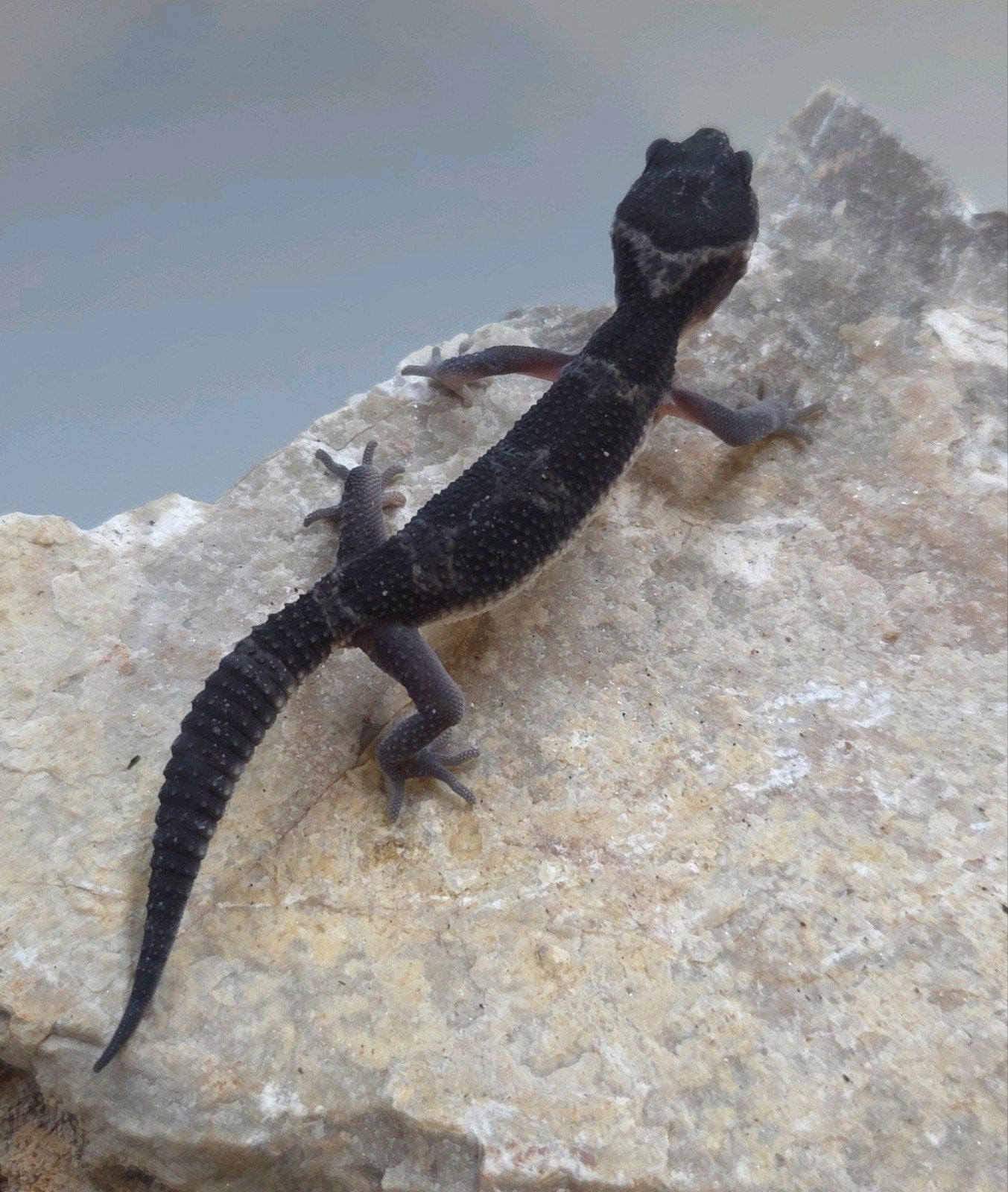Luipaardgekko Leopard Gecko photo 4