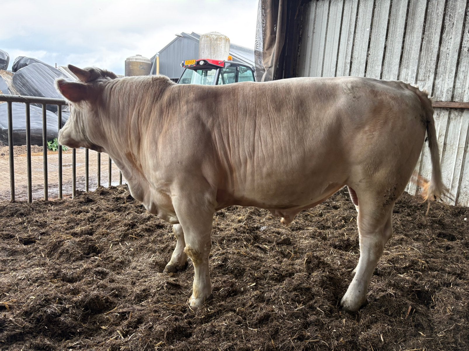 Twee mooie bb dekstieren en lakenvelder stier, Mannelijk, 0 tot 2 jaar