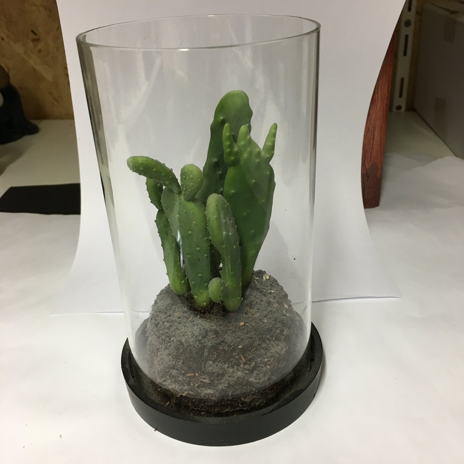 Namaak Cactus in glazen stolp, Ophalen of Verzenden, Zo goed als nieuw