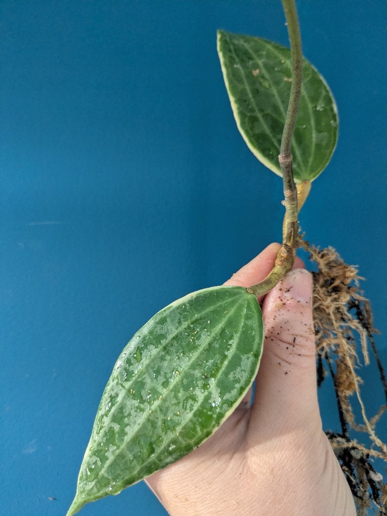 Hoya Latifolia Albomarginata stek, Ophalen of Verzenden, Halfschaduw, Minder dan 100 cm