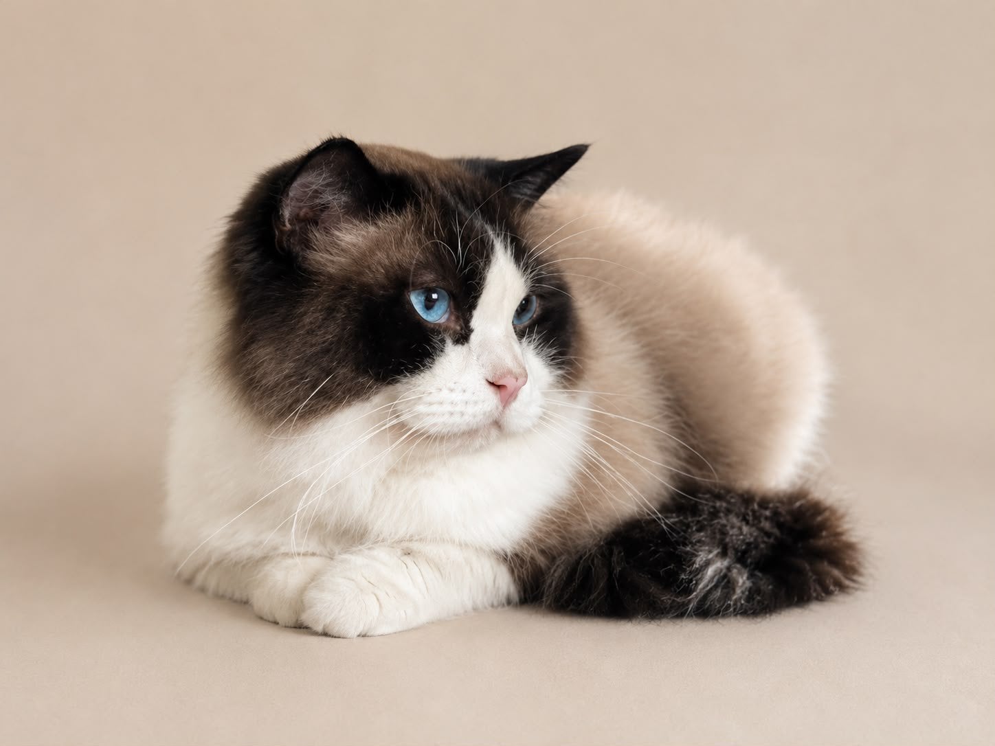 Ragdoll Dekkater ( niet te koop), 6 jaar of ouder