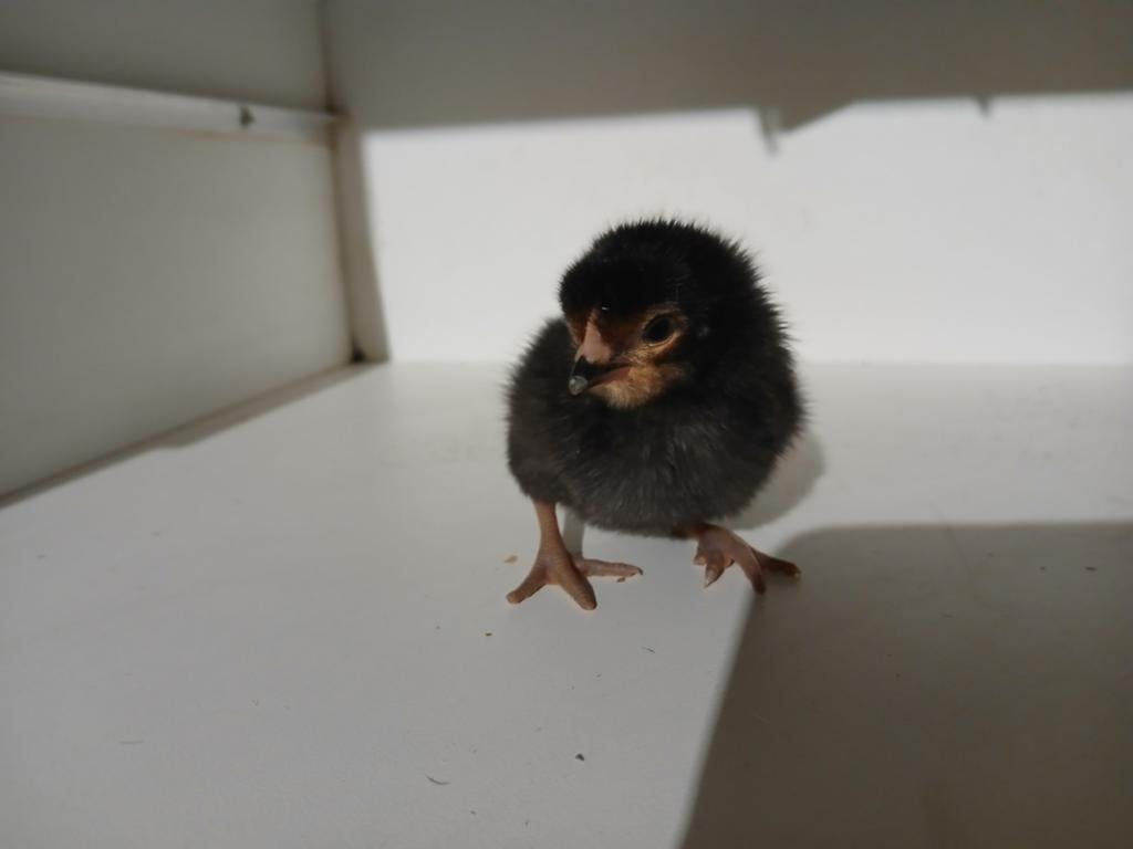 Te koop vorwerk kuikens, Dieren en Toebehoren, Pluimvee, Geslacht onbekend, Kip