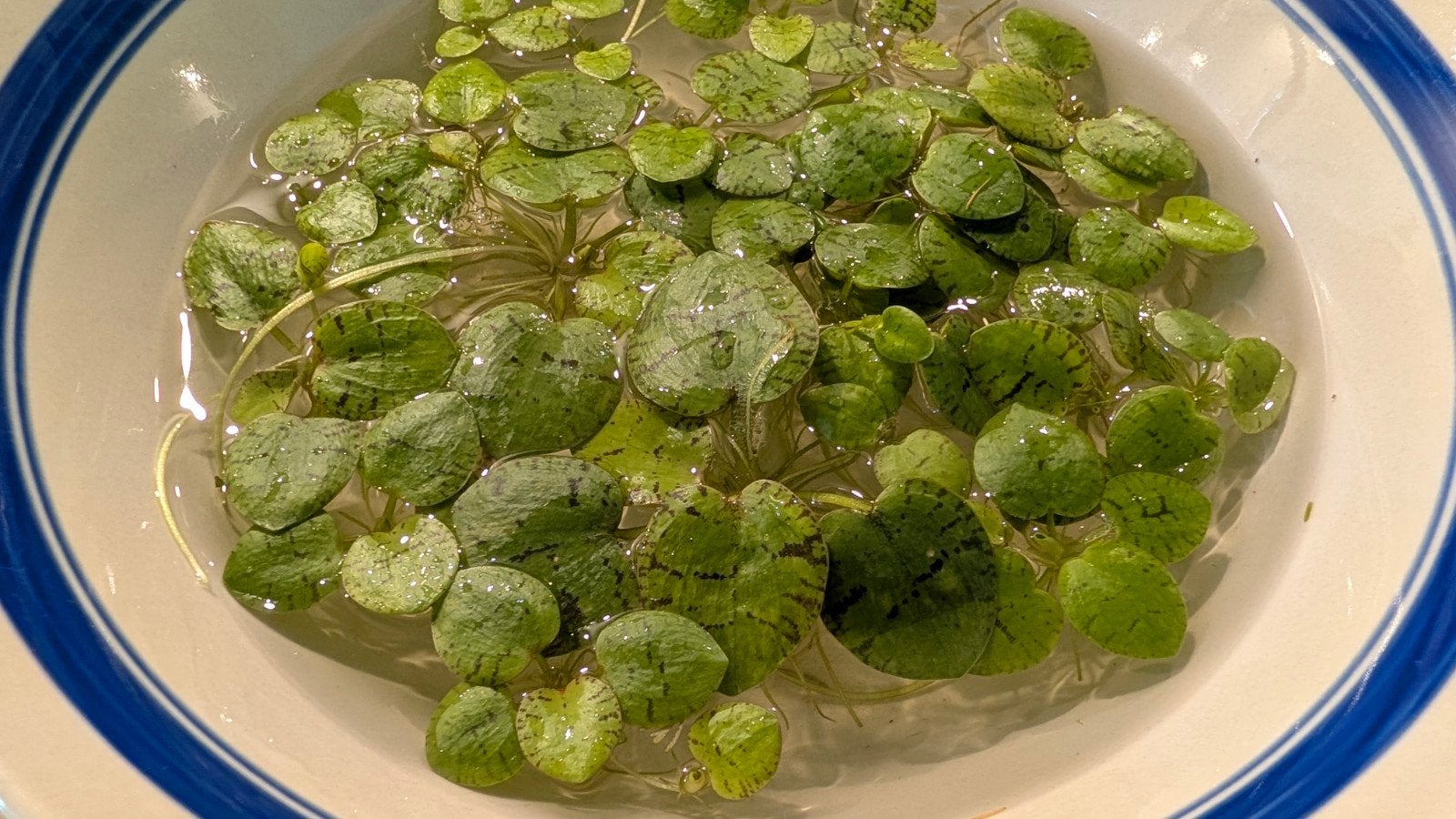 Drijfplantjes aquarium of vijver - Amazon Frogbit, Dieren en Toebehoren, Ophalen, Nieuw, Plant(en), Steen of Hout