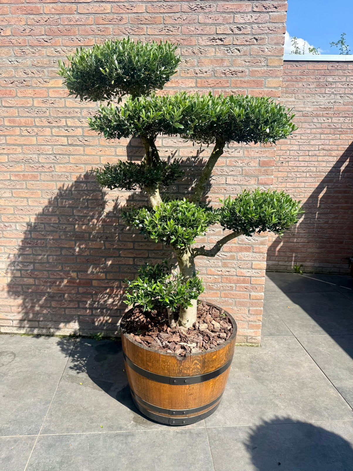 Olijfboom pon pon bonsai vormsnoei, Bloeit niet, Halfschaduw, Minder dan 100 cm, Overige soorten