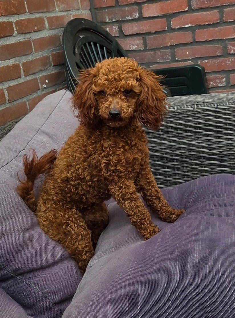Kleine Toypoedel Dekreu Rood/Red, Particulier, 1 tot 2 jaar, Buitenland, Eén hond