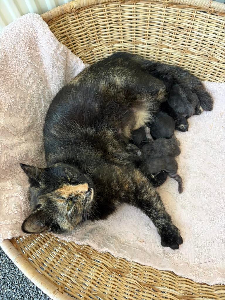 Moeder 50% ragdoll. 4 mooie kittens, geslacht nog onbekend, Dieren en Toebehoren, Katten en Kittens | Overige Katten, Geslacht onbekend