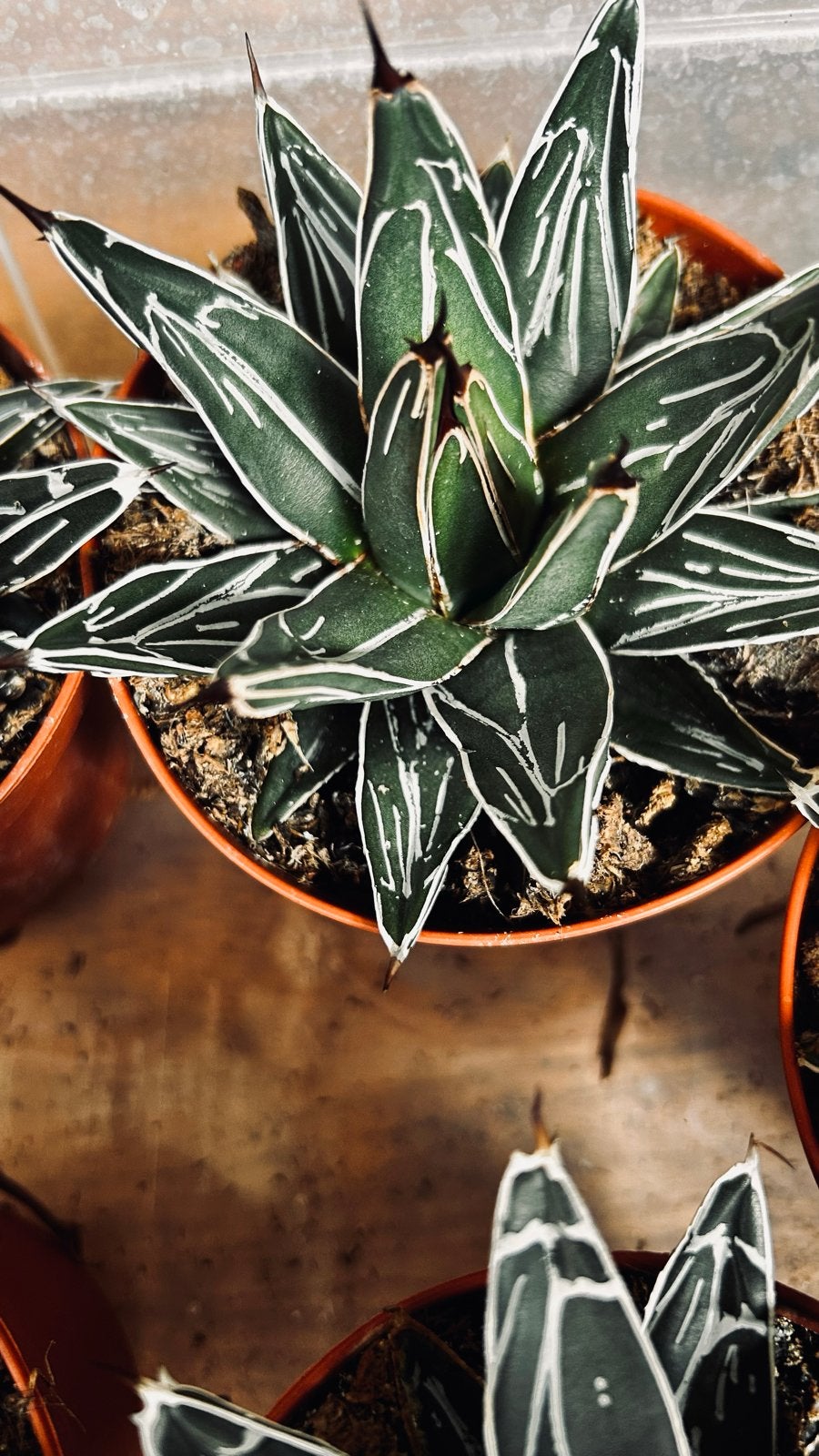 Agave Victoriae-Reginae - Prachtige agave in Pot, Huis en Inrichting, Ophalen, Vetplant, In pot, Minder dan 100 cm