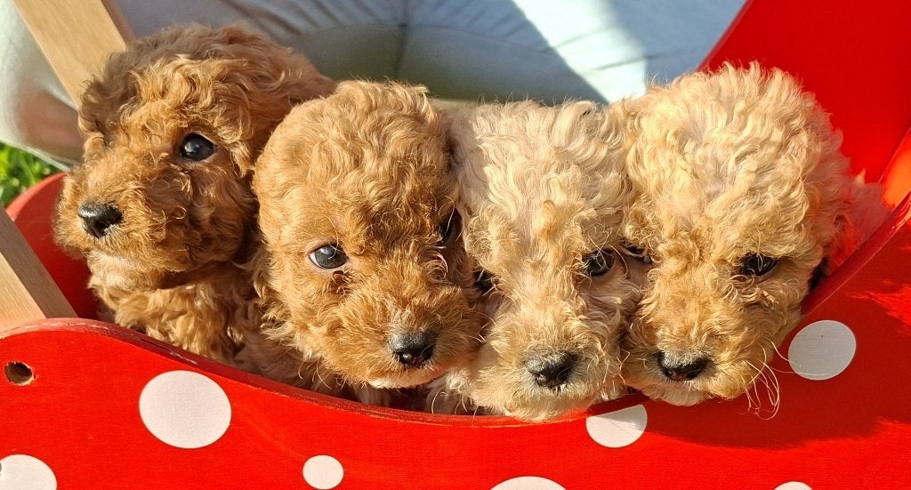 Pups unieke kruising Australian cobberdoodle x poedel, Dieren en Toebehoren, Overige rassen, 8 tot 15 weken, CDV (hondenziekte)