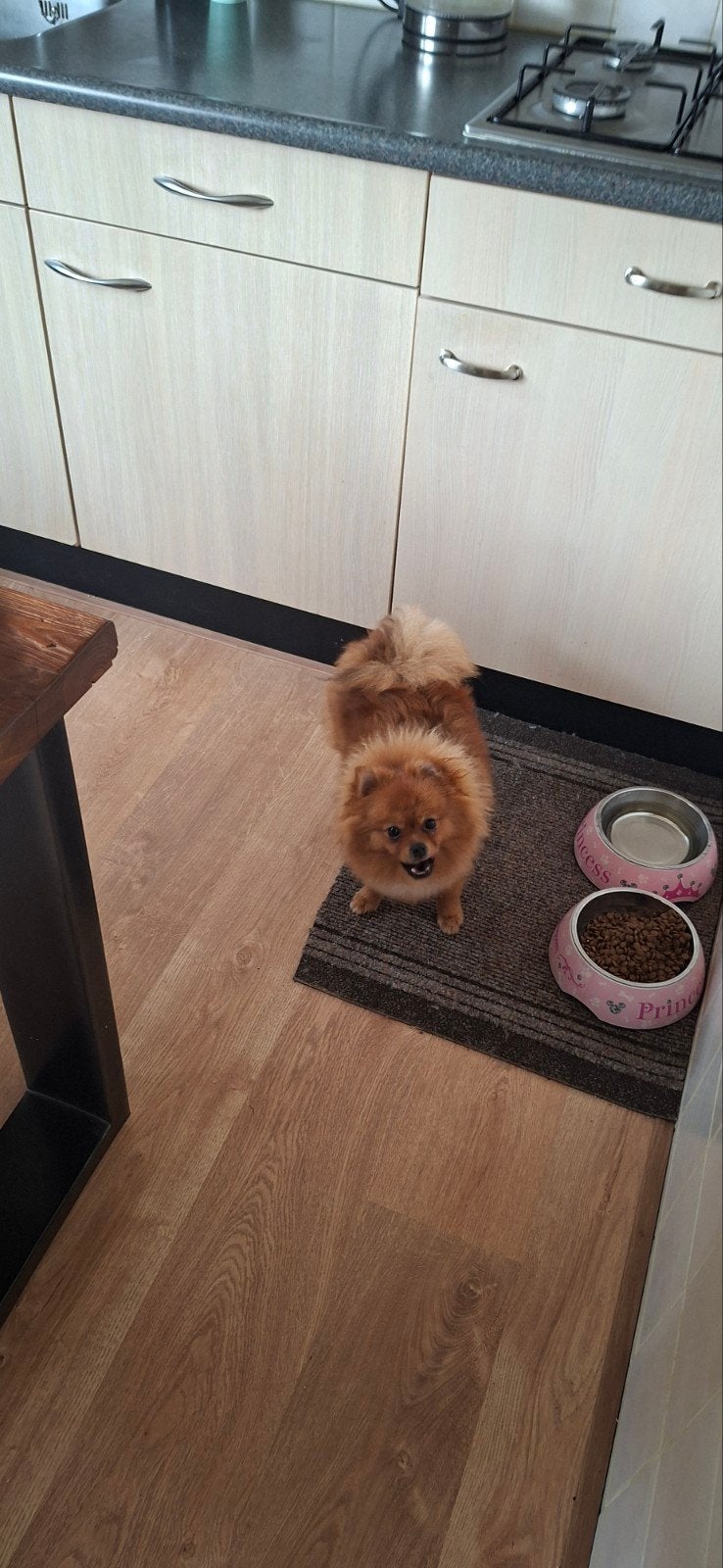 pomeriaan, 15 weken tot 1 jaar, Teef, Eén hond, Klein